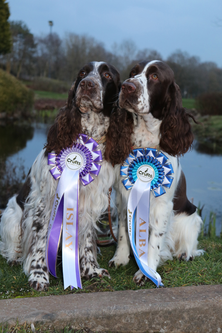 HP, Alba and Islay with there Crufts Rosetts 2024