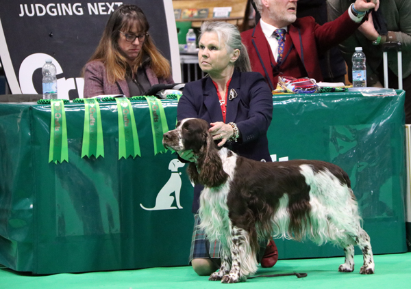 HP, Islay in front of the table Crufts 24